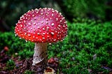 I Ate Fly Agaric Mushrooms When I Was a Child