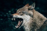 Inside Me, There Are Two Wolves