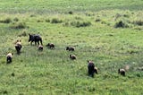 A group of adult and juvenile feral pigs