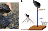 The mighty nature of mussels and their potential in the medical world