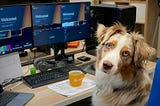 A dog sitting in front of a computer