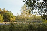 The Managed Lands Deer Program and Families Who Hunt in Texas