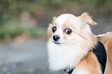 closeup of dog’s face