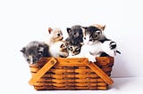 On Felines and Generational Trauma (Hate)