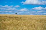 The Prairie of North America