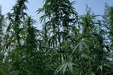 Hemp Can Break the Chains of Addiction