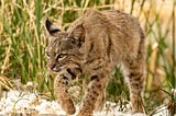 A Bobcat is a large, wild cat that takes its name from its bobbed tail.