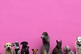how to train a dog to sit on command