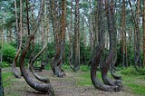 The Crooked Forest