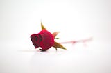 A single red rose.