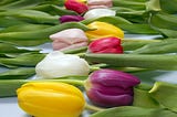 A picture of an array of colored tulips neatly lined next to each other. This displaying method allows for the eye’s focus to trail up the center of the picture while viewing the colorful petals.