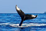 Decoding the Magic of Whale Watching