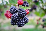 Get Yummy Black Berries Before the Birds