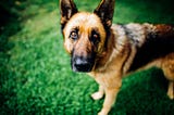5 Essential Training Techniques for Your German Shepherd Pup: