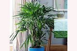 american-plant-exchange-lady-palm-tree-10-inch-pot-live-indoor-houseplant-graceful-foliage-large-flo-1