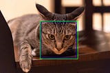 Cat face detection using OpenCV