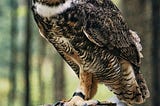Fascinating Facts About Owls