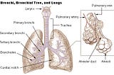 Cannabis and Aspergillus: Exploring Medical Case Studies