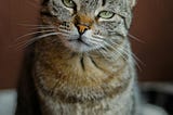 Cat looking bored at the camera
