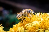 A Few Ways YOU Can Help Bees in the Spring