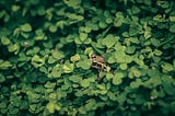 A frog almost entirely hidden in a patch of green clover