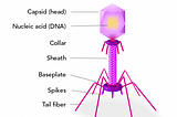 The Deadliest Lifesavers Part 1: Bacteriophages in Medicine