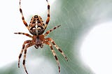 A pretty spider on a web.