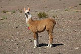 How to run llama3.1 on M1 Mac with Ollama