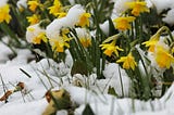I Both Adore Winter and Long For Spring