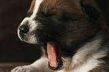 A puppy yawning