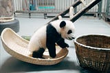 Contoh implementasi “FuzzyWuzzy” pada pandas python