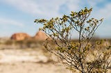 Creosote in focus, desert out of focus in the background