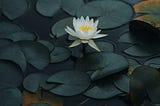 For lotus signifies new beginnings