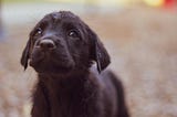 A soulful Black Labrador Retriever puppy