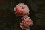 Thorns to Blooms