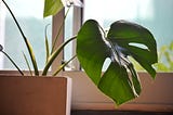 A Natural Born Plant Killer’s Guide to Houseplants