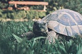 How to take care of a Russain tortoise