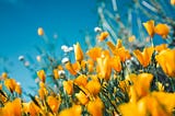 A close-up shot of orange-petaled flowers against a backdrop of a vibrant blue, cloudless sky