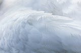 Image of a white swan wing up close.