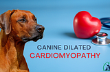 Canine Dilated Cardiomyopathy (DCM): Causes, Symptoms, Diagnosis & Treatment