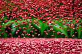 A field of vibrant red azuki beans cascading from the sky like a gentle rain