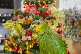 The Christmas With the Talking Parrots