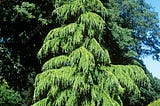 CEDRUS DEODARA — THE HIMALAYAN CEDAR