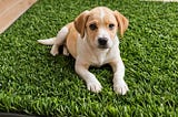 Washable-Pee-Pads-for-Dogs-1