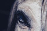 Creepy closeup shot of a horse’s eye. Strands of hair hang behind the eye and from the forehead.