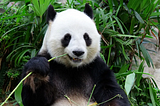 ¿Por qué se ven así los DataFrames de Pandas en un Jupyter Notebook?