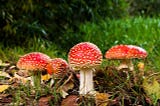 Four bright red mushrooms with white spots.