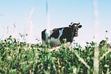 Picture of a cow in a field