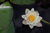 En quoi la série The White Lotus parle d’une des dynamiques du Cynefin?