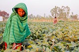 A lady attending to her Brinjal Farm